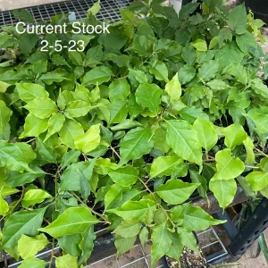 Bougainvillea 'Flame' Live Plant - Climbing Vine with Orange & Red Flowers, 6 inch - Image 3