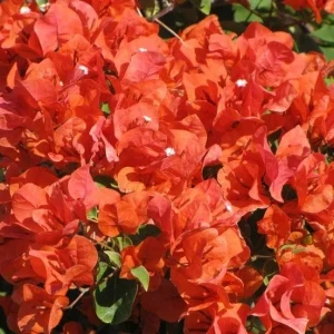 Bougainvillea 'Flame' Live Plant - Climbing Vine with Orange & Red Flowers, 6 inch - Image 4