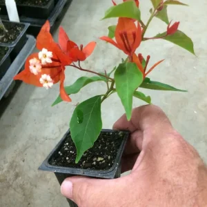 Bougainvillea 'Flame' Live Plant - Climbing Vine with Orange & Red Flowers, 6 inch - Image 6