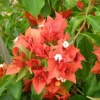 Bougainvillea 'Flame' Live Plant - Climbing Vine with Orange & Red Flowers, 6 inch - Image 1