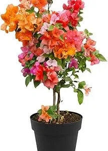 Bougainvillea Live Plant - 3 Mixed Flower Colors, 17-20 Inches Tall Indoor/Outdoor Perennial - Image 4