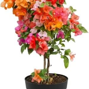 Bougainvillea Live Plant - 3 Mixed Flower Colors, 17-20 Inches Tall Indoor/Outdoor Perennial - Image 6