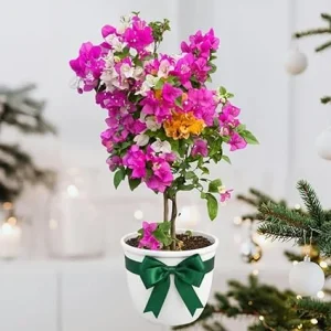 Bougainvillea Live Plant - Mixed 3 Colors, Tropical Perennial, 15-20 Inches Tall - Image 6