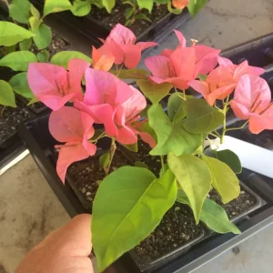 Bougainvillea 'Orange King' Live Plant - 6 inch Starter - Orange Flowering Vine - Image 2