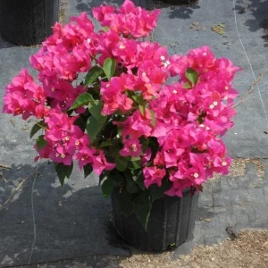 Bougainvillea 'Orange King' Live Plant - 6 inch Starter - Orange Flowering Vine - Image 3