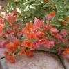 Bougainvillea 'Orange King' Live Plant - 6 inch Starter - Orange Flowering Vine - Image 1