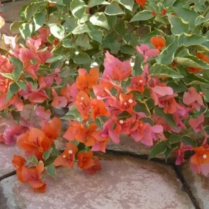 Bougainvillea 'Orange King' Live Plant - 6 inch Starter - Orange Flowering Vine - Image 1