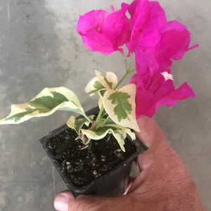 Bougainvillea 'Raspberry Ice' Live Plant - Magenta Blooms, Climbing Vine - Image 2