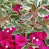 Bougainvillea 'Raspberry Ice' Live Plant - Magenta Blooms, Climbing Vine - Image 1
