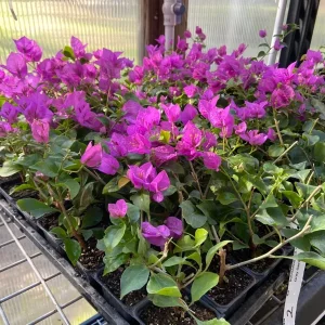 Bougainvillea 'Royal Purple' Live Plant - Climbing Vine, Purple Flowers, 7-8 inch - Image 3