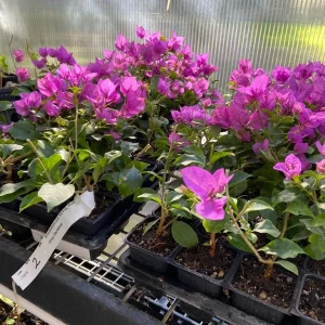 Bougainvillea 'Royal Purple' Live Plant - Climbing Vine, Purple Flowers, 7-8 inch - Image 1