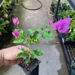 Bougainvillea 'Royal Purple' Live Plant - Climbing Vine, Purple Flowers, 7-8 inch - Image 4
