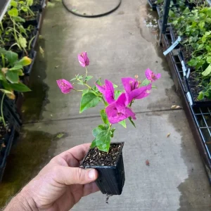 Bougainvillea 'Royal Purple' Live Plant - Climbing Vine, Purple Flowers, 7-8 inch - Image 5
