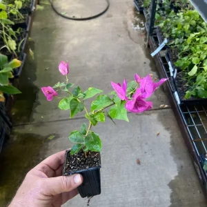 Bougainvillea 'Royal Purple' Live Plant - Climbing Vine, Purple Flowers, 7-8 inch - Image 6