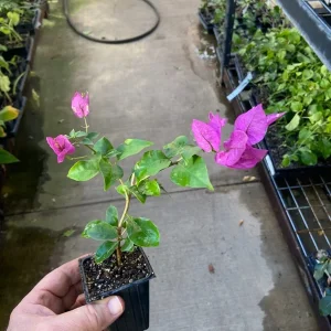 Bougainvillea 'Royal Purple' Live Plant - Climbing Vine, Purple Flowers, 7-8 inch - Image 7