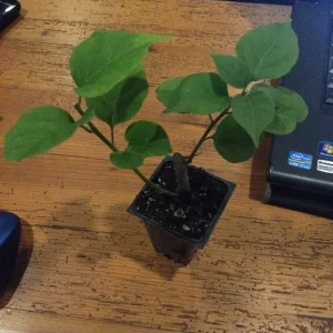 Bougainvillea 'San Diego Red' Live Plant - Climbing Vine, Outdoor, Red Flowers - Image 2