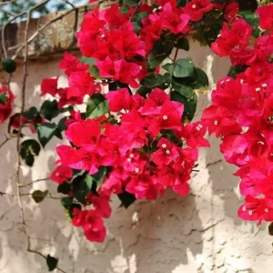 Bougainvillea 'San Diego Red' Live Plant - Climbing Vine, Outdoor, Red Flowers - Image 4