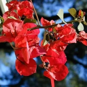 Bougainvillea 'San Diego Red' Live Plant - Climbing Vine, Outdoor, Red Flowers - Image 5