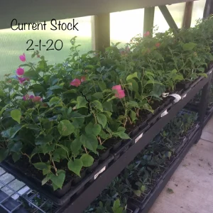 Bougainvillea 'San Diego Red' Live Plant - Climbing Vine, Outdoor, Red Flowers - Image 6