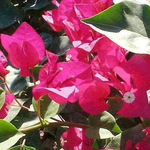 Bougainvillea 'San Diego Red' Live Plant - Climbing Vine, Outdoor, Red Flowers - Image 7