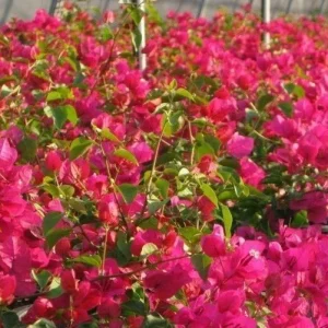 Bougainvillea 'San Diego Red' Live Plant - Climbing Vine, Outdoor, Red Flowers - Image 9