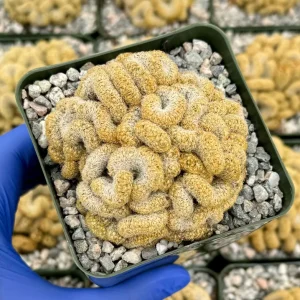 Brain Cactus Mammillaria elongata Cristata Live Plant 4" Pot Rare Succulent - Image 2