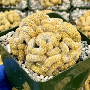 Brain Cactus Mammillaria elongata Cristata Live Plant 4