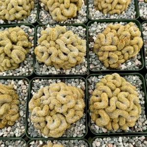 Brain Cactus Mammillaria elongata Cristata Live Plant 4