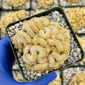 Brain Cactus Mammillaria elongata Cristata Live Plant 4" Pot Rare Succulent - Image 1