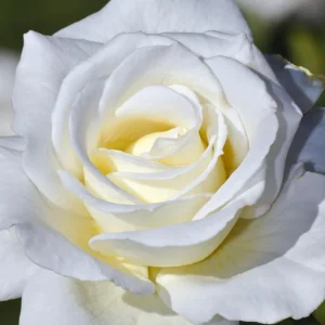 Bright Yellow Climbing Rose Live Plant – Fragrant Bush – Bare Root – 5-7 Inches – Zone 5-9 - Image 10