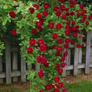 Bright Yellow Climbing Rose Live Plant – Fragrant Bush – Bare Root – 5-7 Inches – Zone 5-9 - Image 11