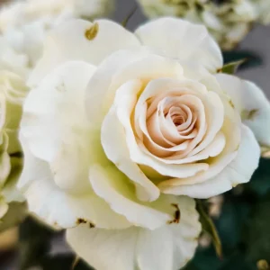 Bright Yellow Climbing Rose Live Plant – Fragrant Bush – Bare Root – 5-7 Inches – Zone 5-9 - Image 15