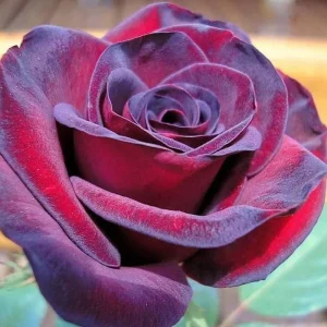 Bright Yellow Climbing Rose Live Plant – Fragrant Bush – Bare Root – 5-7 Inches – Zone 5-9 - Image 16