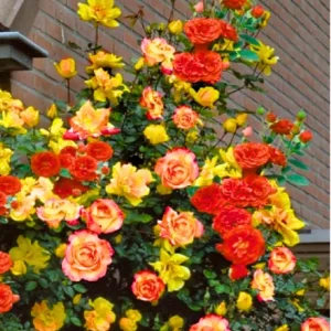 Bright Yellow Climbing Rose Live Plant – Fragrant Bush – Bare Root – 5-7 Inches – Zone 5-9 - Image 6