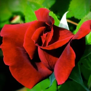 Bright Yellow Climbing Rose Live Plant – Fragrant Bush – Bare Root – 5-7 Inches – Zone 5-9 - Image 1