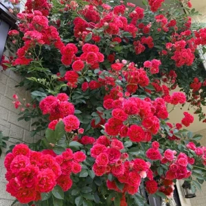 Bright Yellow Climbing Rose Live Plant – Fragrant Bush – Bare Root – 5-7 Inches – Zone 5-9 - Image 9