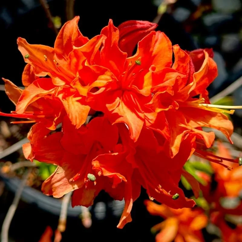Brilliant Orange-Yellow Rhododendron Live Plant, 1 Gallon Pot, Outdoor Shrub - Image 10