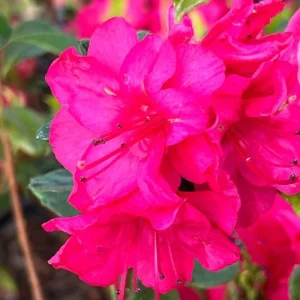 Brilliant Orange-Yellow Rhododendron Live Plant, 1 Gallon Pot, Outdoor Shrub - Image 2