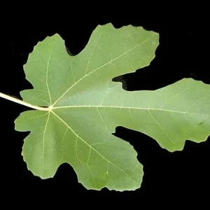 Brown Turkey Fig Tree Live Plant – Fruiting Ficus Carica – Outdoor – 5 inch - Image 2