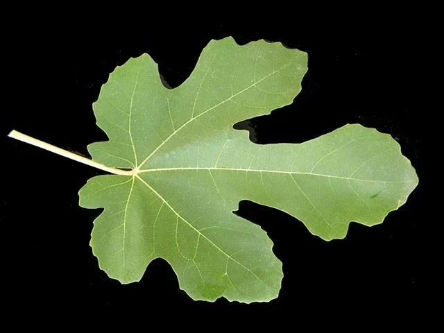 Brown Turkey Fig Tree Live Plant – Fruiting Ficus Carica – Outdoor – 5 inch - Image 2