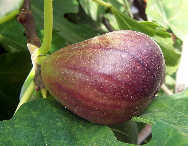 Brown Turkey Fig Tree Live Plant – Fruiting Ficus Carica – Outdoor – 5 inch - Image 3