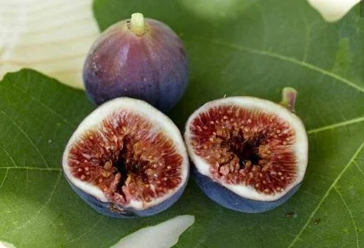 Brown Turkey Fig Tree Live Plant – Fruiting Ficus Carica – Outdoor – 5 inch - Image 4