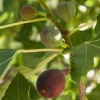 Brown Turkey Fig Tree Live Plant – Fruiting Ficus Carica – Outdoor – 5 inch - Image 1
