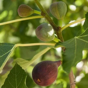 Brown Turkey Fig Tree Live Plant – Fruiting Ficus Carica – Outdoor – 5 inch - Image 1