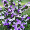 Brunfelsia Live Plant - Yesterday Today Tomorrow Shrub for Garden & Bonsai - Image 1