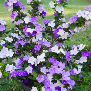 Brunfelsia Live Plant - Yesterday Today Tomorrow Shrub for Garden & Bonsai - Image 1