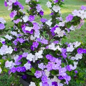 Brunfelsia Live Plant - Yesterday Today Tomorrow Shrub for Garden & Bonsai - Image 2