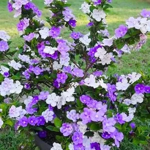 Brunfelsia Live Plant - Yesterday Today Tomorrow Shrub for Garden & Bonsai - Image 3