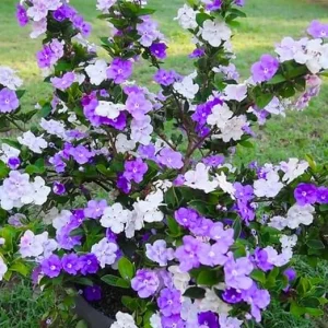 Brunfelsia Live Plant - Yesterday Today Tomorrow Shrub for Garden & Bonsai - Image 7
