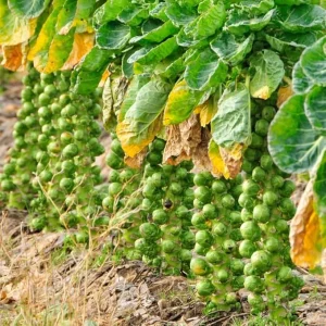 Brussel Sprouts Live Plant in 4